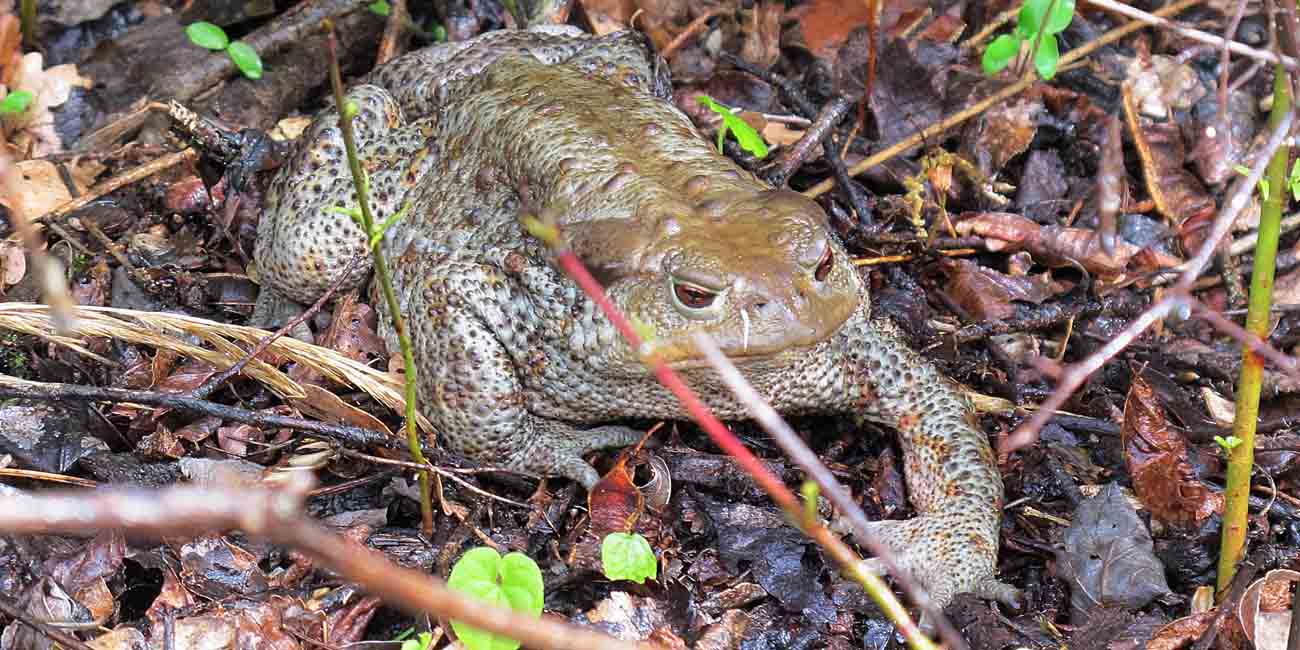 Bufonidae da determinare. - Bufo bufo